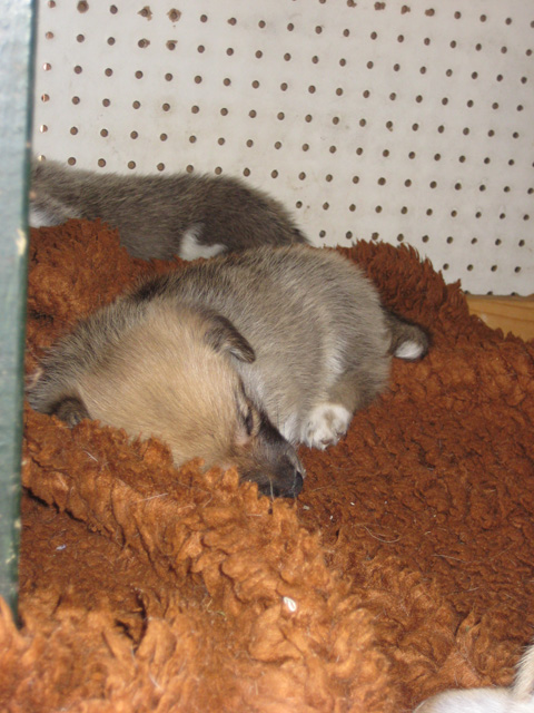 pup